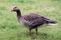 A view of a Greylag Goose on the ground