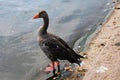 A view of a Greylag Goose