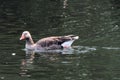 A view of a Greylag Goose