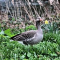 A view of Greylag Goose in London
