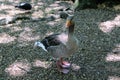 A view of a Greylag Goose