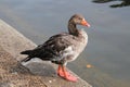 A view of a Greylag Goose