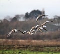 A view of a Greylag Goose