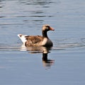 A view of a Greylag Goose