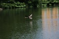 A view of a Greylag Goose