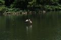 A view of a Greylag Goose