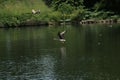 A view of a Greylag Goose