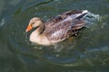 A view of a Greylag Goose