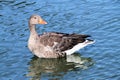 A view of a Greylag Goose