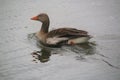 A view of a Greylag Goose in the water