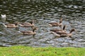 A view of a Greylag Goose