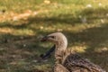 View of a Griffon vulture, a typical Eurasian griffon