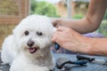 View of the groomer`s; hands combing the white Bolognese dog