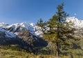 Grosses Wiesbachhorn and Fir Austria