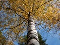 View from ground on a birch tree with yellow leaves and white and black trunk bark with blue sky Royalty Free Stock Photo