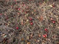 View of the ground with fallen pink apples among dry grass in sunlight in autumn Royalty Free Stock Photo