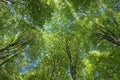 View from ground level crown beeches trees in Mangalaviti Woods of Nebrodi Park