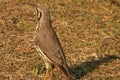 GROUNDSCRAPER THRUSH BIRD ON THE GRASS Royalty Free Stock Photo