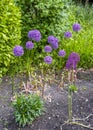 Fantastic purple alliums