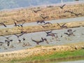 View of a group of birds swimming and flying