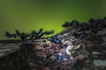 View, a group of black ants, standing on a fallen coconut trunk, looking for food, Aceh