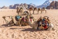 A view of a group of camels ready to set off in the desert landscape in Wadi Rum, Jordan