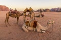 A view of a group of camels at sunrise in the desert landscape in Wadi Rum, Jordan