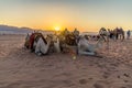 A view of a group of camels and travellers as the sun appears at sunrise in the desert landscape in Wadi Rum, Jordan