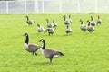 Group of Canada geese (Branta canadensis) standing in a baseball field