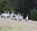 View of group of common crane birds