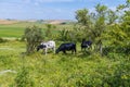 A view of a group of cows grazing in the fields on the South Downs above Worthing, Sussex Royalty Free Stock Photo