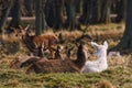 View of group of deer lying on grassland