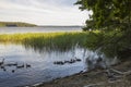 View of group of ducks on lake. Birds concept. Beautiful nature backgrounds