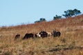 A GROUP OF ELAND ANTELOPE ON A SLOPE IN LONG GRASS