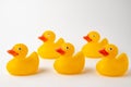 View of a group of five yellow ducklings for bathing, selective focus, on white background, horizontal,