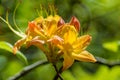 Close Up of Flame Azalea Flowers Royalty Free Stock Photo