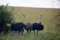 A GROUP OF OSTRICHES WITH MALE AND FEMALE BIRDS