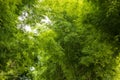 View of a group of fresh green bamboo leaves in a rural forest garden