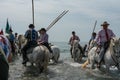 A group of gardians and camargue horses in the sea Royalty Free Stock Photo