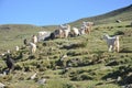 View of group of goats eating grass together in hilly area of Himachal Pradesh