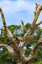 View on group of green bee eaters Merops orientalis sitting on branches of a dead bare tree in Yala NP, Sri Lanka