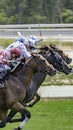 VIEW OF GROUP OF HORSES TROUTING IN A RACE