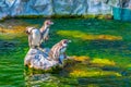 View of a group of Humboldt penguins in the schonbrunn tiergarten in Vienna, Austria...IMAGE