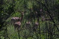 GROUP OF IMPALA BEHIND DENSE BUSH IN OPEN WOODLAND IN SOUTH AFRICA