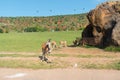 View of a group of impales at a nature park