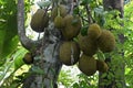 A view of a group of Jackfruits hanging from the stem of a Jack tree Royalty Free Stock Photo