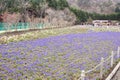 View Group little mini blue muscaries flowers in the garden,J