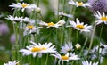 A view of a group of long common daisy flowers with aster. flowers and white, purple petals with steam and yellow center Royalty Free Stock Photo