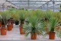View on group of many yucca palm tree plants in glasshouse of dutch garden centre