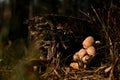 View on group of mushrooms Armillaria mellea growing near tree stump. Royalty Free Stock Photo